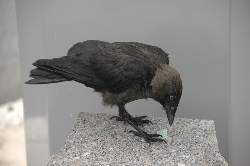 DSC_0323.JPG